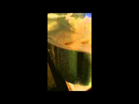 barleywine brew pt 2