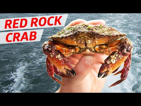image-Do rock crabs taste good?