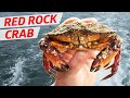 Cooking The Gem Of The Pacific Northwest Red Rock Crab Deep Dive