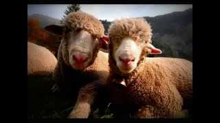 SMAP - ありがとう　(COVER)  /  SMAP - ARIGATO ( COVER)