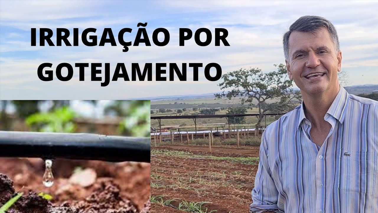 IRRIGAÇÃO  POR GOTEJAMENTO PARA  O CAPIM BRS CAPIAÇU