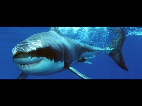 Spurensuche Der Weiße Hai im Mittelmeer   Im Bann der Tiergiganten Doku über Haie Teil 1