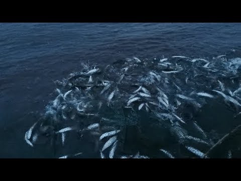 Ловим ряпушку закидным неводом