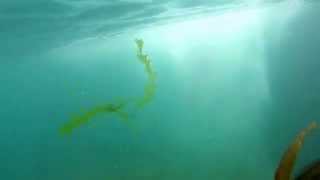 Swimming in Tramore, June 2015