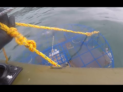 Tillamook Dungeness Crabbing - Catch and Clean...