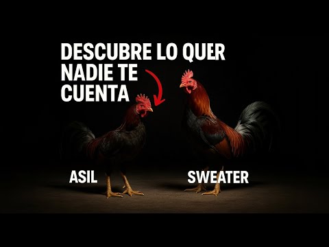 Descubre lo que nadie te cuenta sobre los Gallos Asil con Sweater