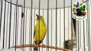 Download lagu Masteran DakBal Anti Ngglondang Paling AMPUH!!! mp3