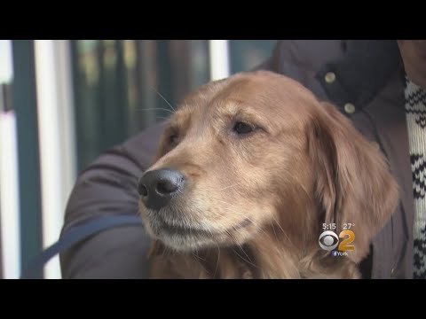 Internet-Famous 'Hugging Dog,' Owner Left Homeless By Fire