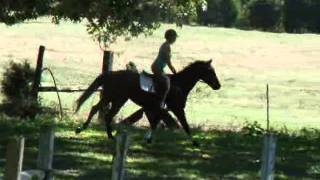 preview picture of video 'Summation - amazing 2003 15.3 TB gelding'
