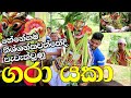 GARA DEVIL SRI LANKAN TRADITIONAL DANCE ගරා යකා ශාන්තිකර්මය