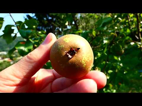 Conference Birne (Pyrus communis) im Garten. Natur Erlebnis. Digital Travel Virtueller Rundgang