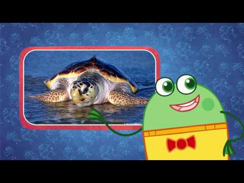 10 things about the Great Barrier Reef | Facts for Kids | Hogie the Globehopper | Cartoons for Kids
