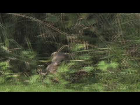 Iller, Mustela putorius