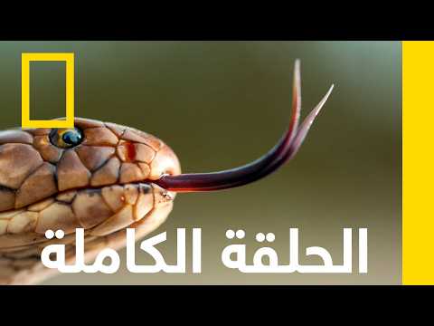 ليلة مظلمة | ثعابين في المدينة | ناشونال جيوغرافيك أبوظبي