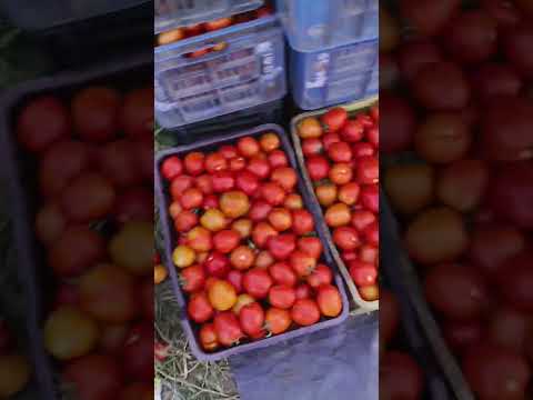 Red Indian Tomato