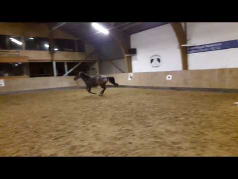 Cortino 44 (Contendro 1 x Carthago) Freispringen