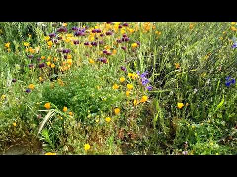 Impressive multi colored wildflower poppy field super bloom at Chino Hills State Park Video