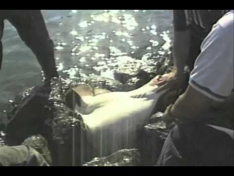 JUSTIN BOKMA - XYZ - STARS & BARS