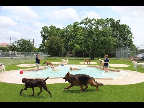 image-What is the best dog daycare in Woodinville WA?