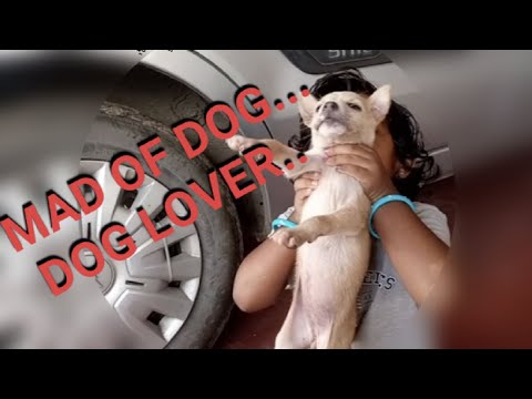 Mad of dog... Dog lover #doglovers #dogtraining #teaching dog #varna spot