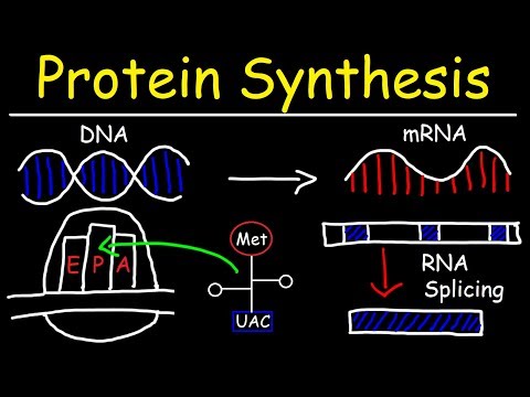 Transcription and Translation - Protein Synthesis From DNA - Biology