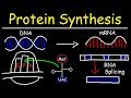 Transcription and Translation - Protein Synthesis From DNA - Biology