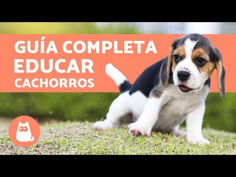 ¿Cómo educar a un cachorro?