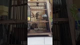 Download lagu merbah lekir baru nk bunyi mp3 Download lagu merbah lekir baru nk bunyi mp3