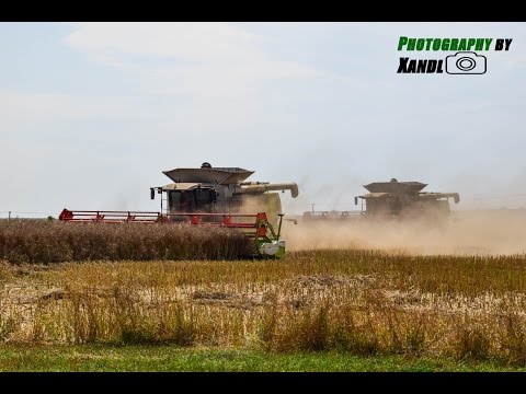 XXL Raps Dreschen!| 5 Claas Lexions und 1 Claas mit Überladewagen im Kampf gegen den Raps!