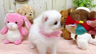 ポメラニアンの動画01