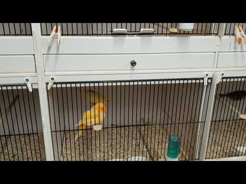 breeding cages for canarys