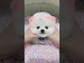 1 Subscribe For Me ️ Shorts
