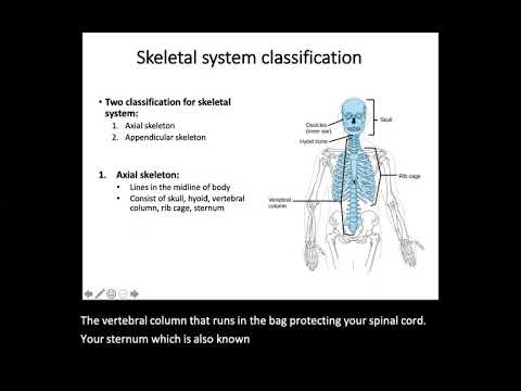 Skeletal System (Biology 155)