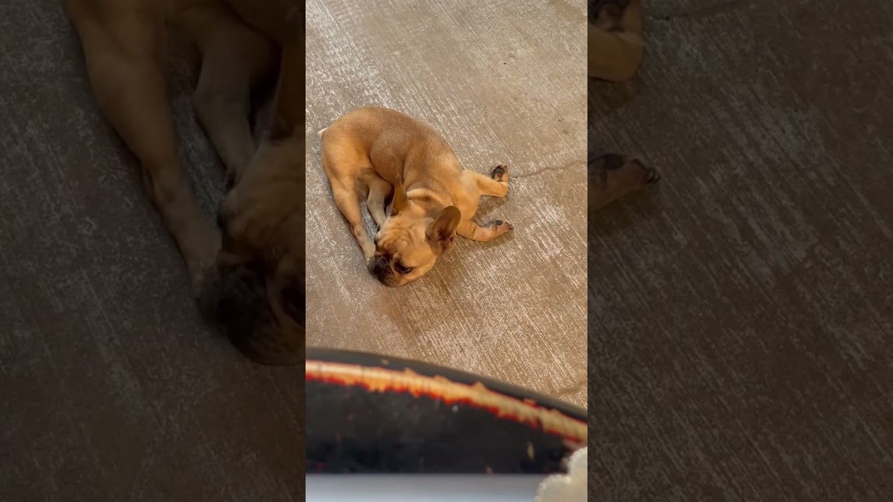 Frenchie Toast video