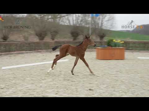 Jameson RS2 - Don Juan de Hus, Stute, geb. 2021