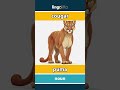 cougar - puma video thumbnail