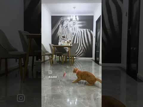 Cat video #funny #cat #cats #pets #catvideos #animals #cute #memes #funny #sad #duet
