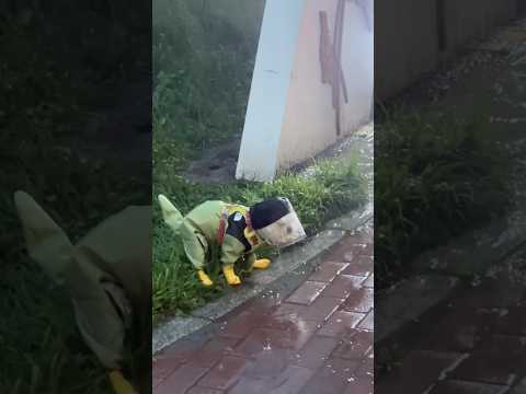 Only dog parents understand the struggle of rainy days 🌧️🐶😂