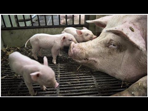 Ny minister vil skære i brug af antibiotika i svinestalde