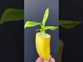 Growing Banana Plant From Seeds #Banana #Short #youtubeshort #seeds #Mita'sgardeningtrick