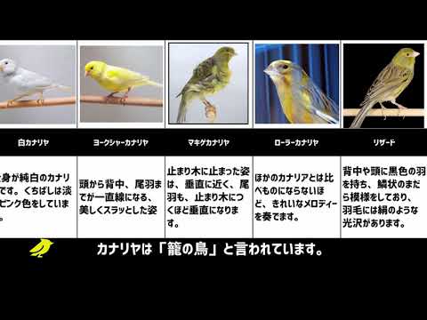 カナリアの種類: 例と写真