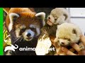 Red Panda Gives Birth To Adorable Cubs | The Zoo