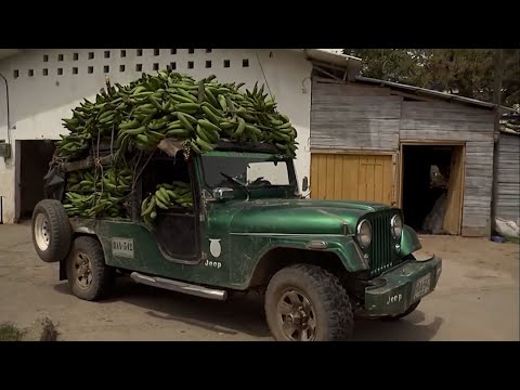 APROVECHAMIENTO DEL PLATANO CAP 2 ASPROAGRO    ARGELIA VALLE