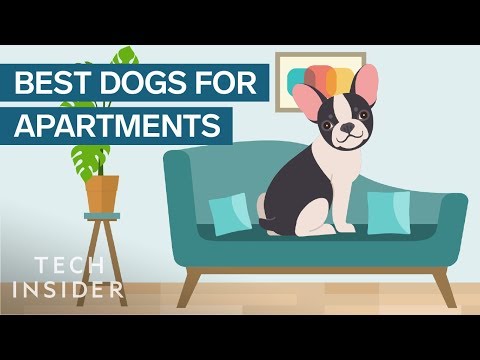 Best Dog Breeds for Apartment Living