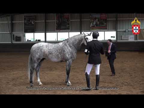 230424 21 Nilo - Aprovação de Garanhões