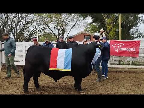 Balance de la jura Brangus en la Expo Total 2025 de San Cristóbal