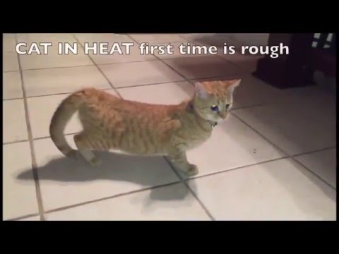 Cat First Heat Cycle - HELP
