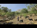 Nomadic Life Muhammad S Journey To The Mountains And Efforts To Graze Sheep