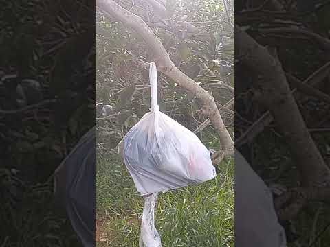 um logo em paulinia são paulo muito bonito