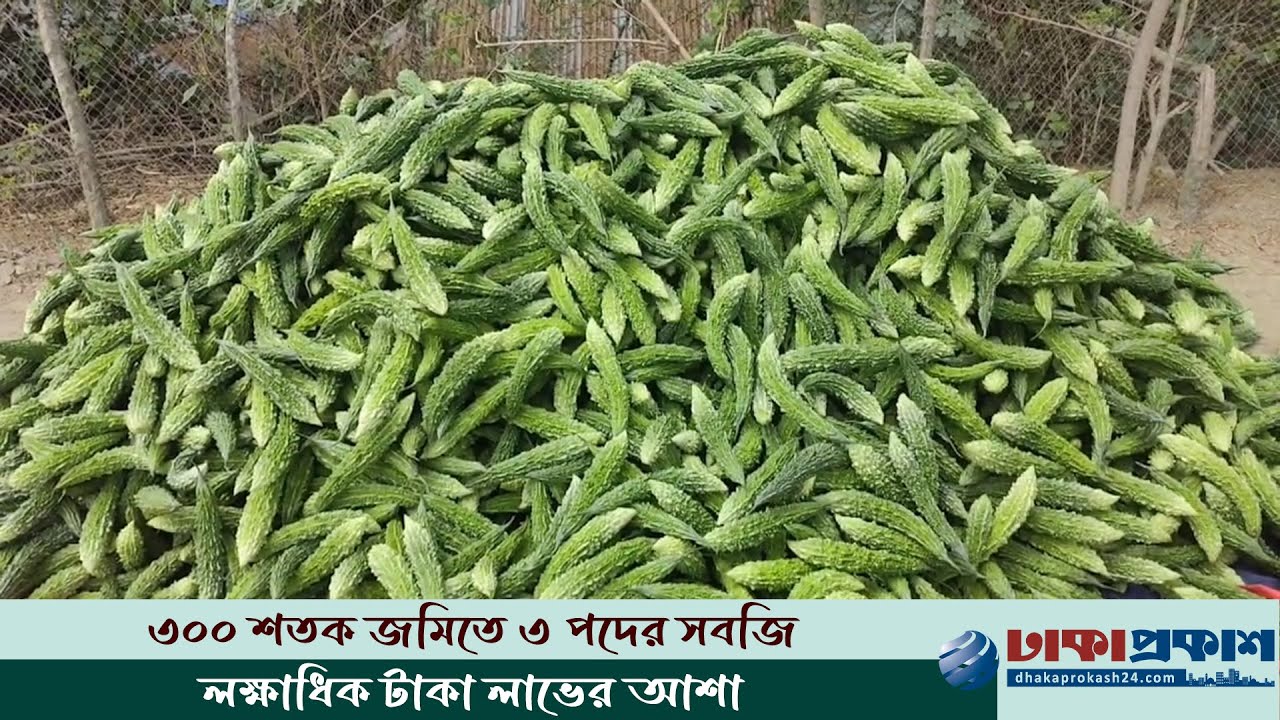 মাছ ছেড়ে সবজি চাষে ভাগ্য বদলেছেন ভোলার শফি জমাদার